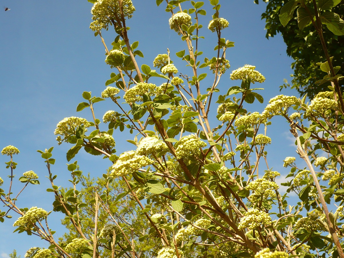 Viburnum lantana (Adoxaceae)